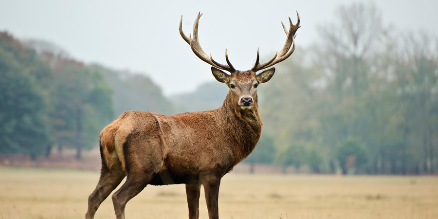 Animal Safety [Infographic]