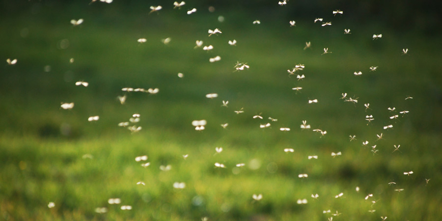 protect from pesky pests