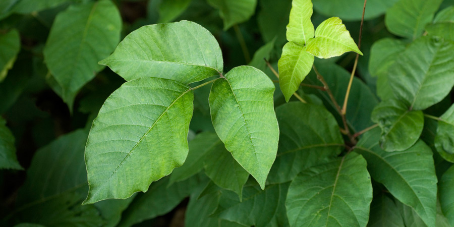 Poisonous Plants in Winter