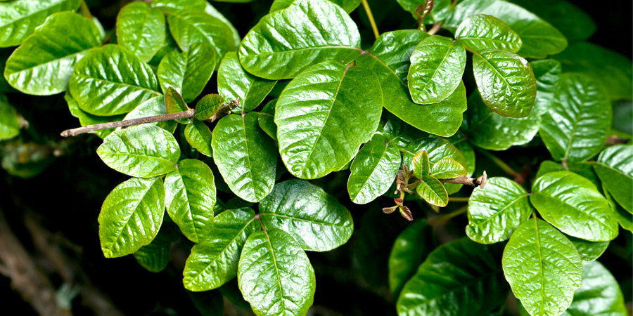 poisonous plants