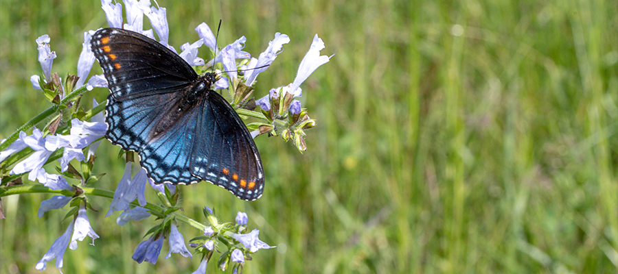 Biodiversity Gains in ROWs Can Happen If We Think Big Picture