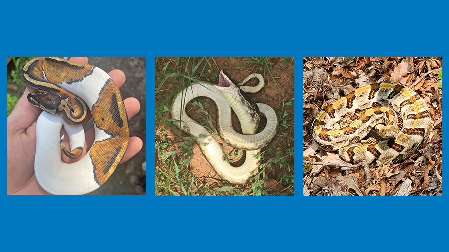 Coexisting with Herps in Rights-of-Way