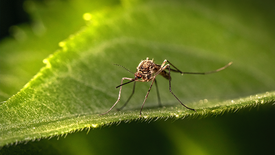 Impacts of Climate Change on Vector-Borne Diseases: Are We Prepared?