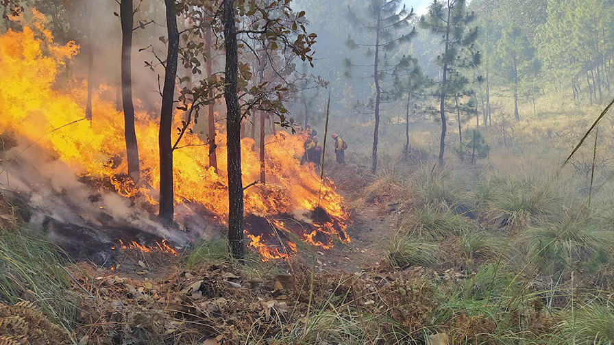 Putting a Wildland Fire Safety Plan in Place